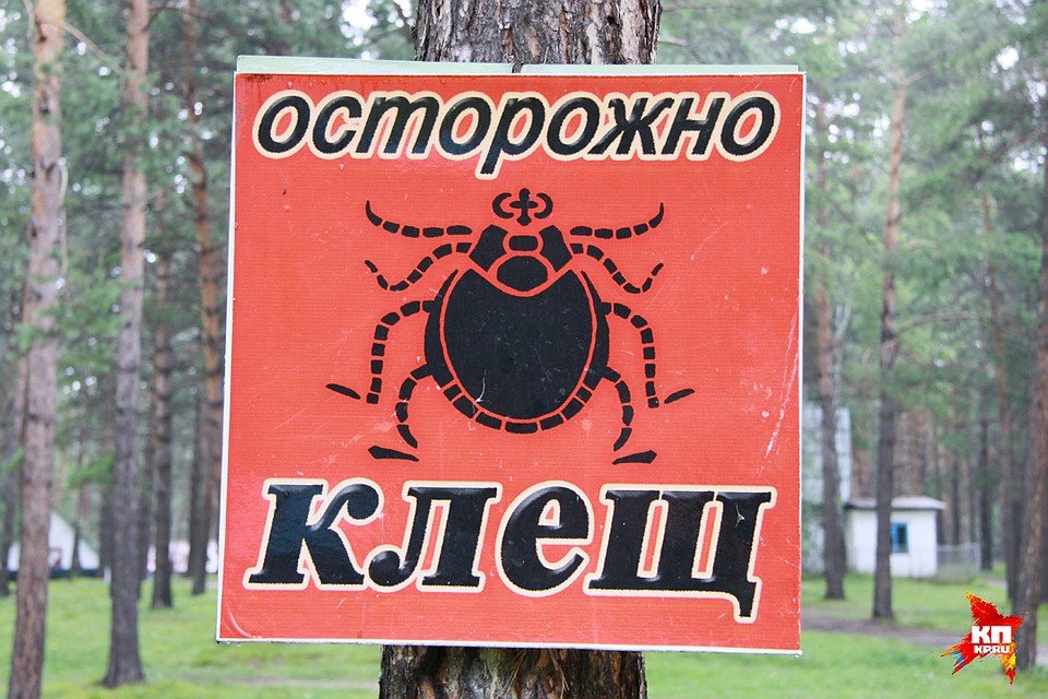 В регионе зафиксировали первые три случая нападения клещей