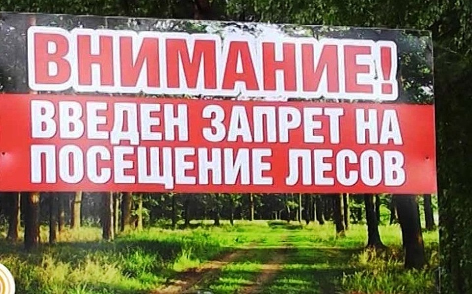 В Волгоградской области с 10 июня нельзя ходить в лес