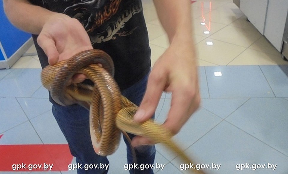 Весь террариум поместился в дорожную сумку. Фото: gpk.gov.by