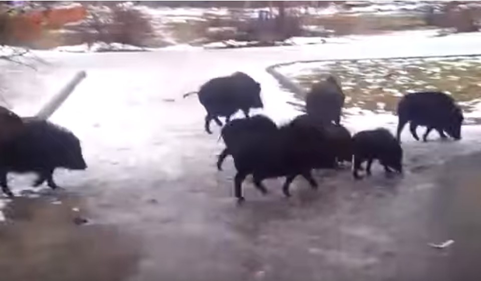Фото: скриншот видео, опубликованного в паблике "Вязники - наш город" Вконтакте