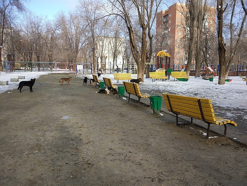Собаки стали чаще нападать на волгоградцев. Фото: Евгений Кев, соцсети