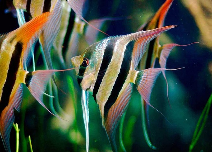 Фото: zoo-narnia.ru