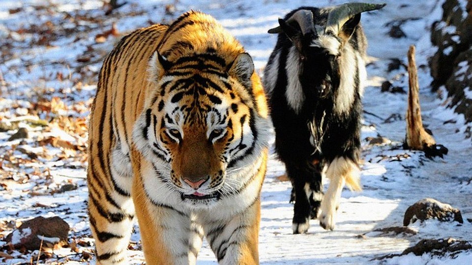 ФОТО: nat-geo.ru