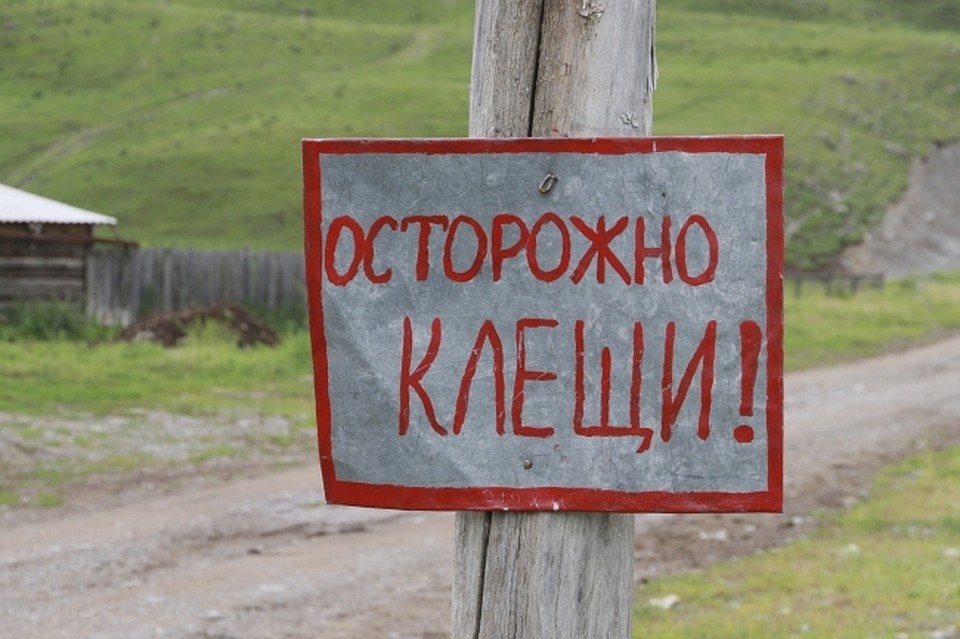 Ожидается, что клещи станут активнее, когда установится теплая погода