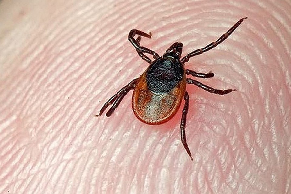 Клещи не будут спрашивать, завезли в Прикамье бесплатную вакцину или нет. Фото: архив "КП".