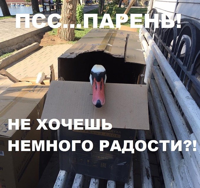 Лебеди впервые смогут увидеть свой новый домик
