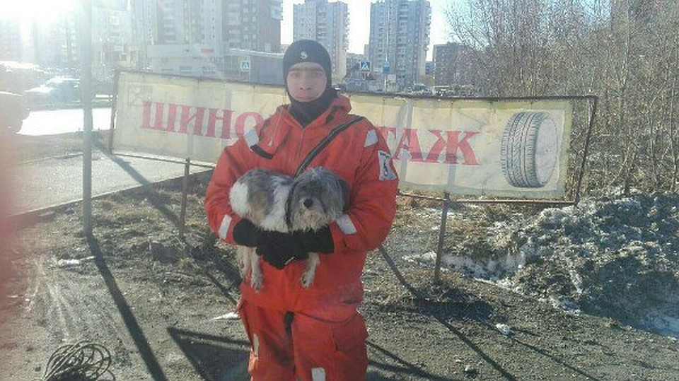 Фото из группы "Zoohelp Антидогхантер Пермь"