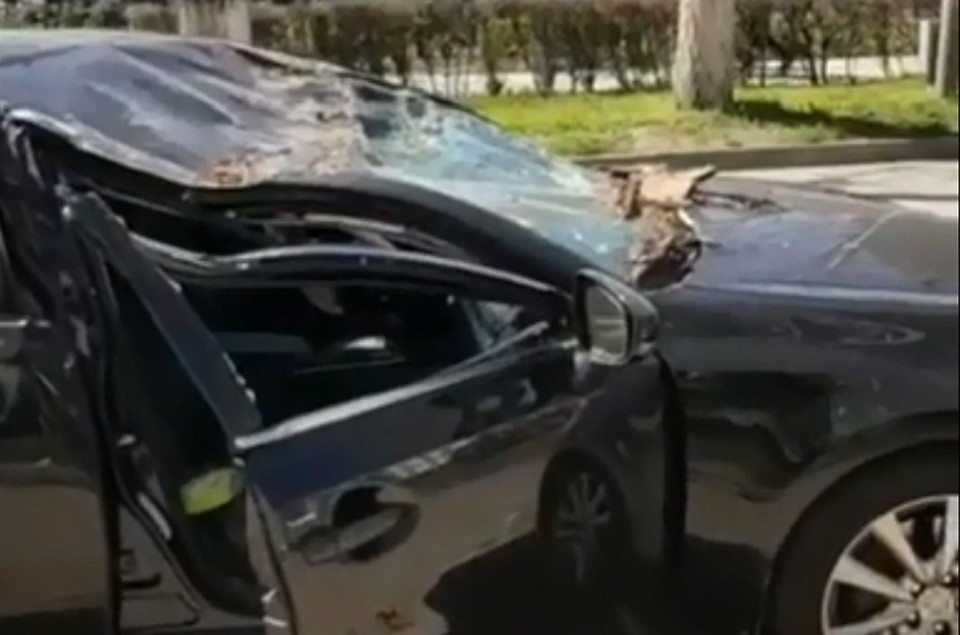 В Пятигорске упавшее на дорогу старое дерево придавило едущий по городской автомагистрали автомобиль.