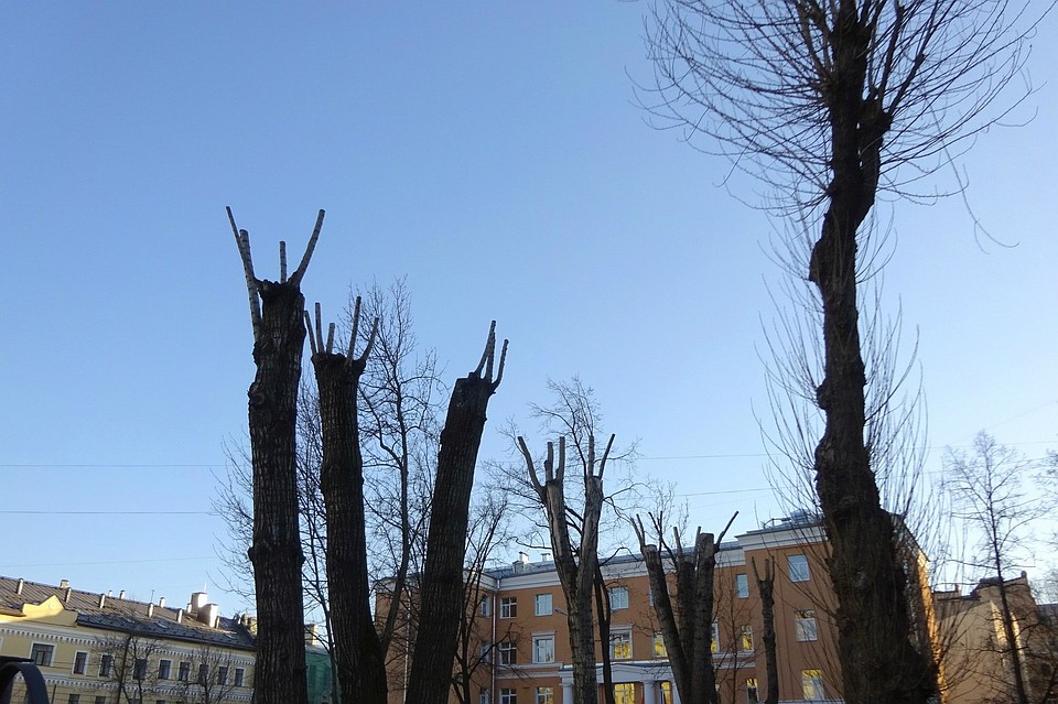 Фото: Официальное сообщество движения "Красивый Петербург" во "ВКонтакте"