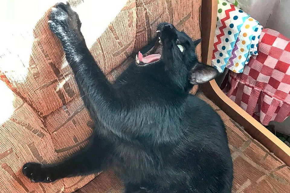 Коты кусают чаще, чем собаки