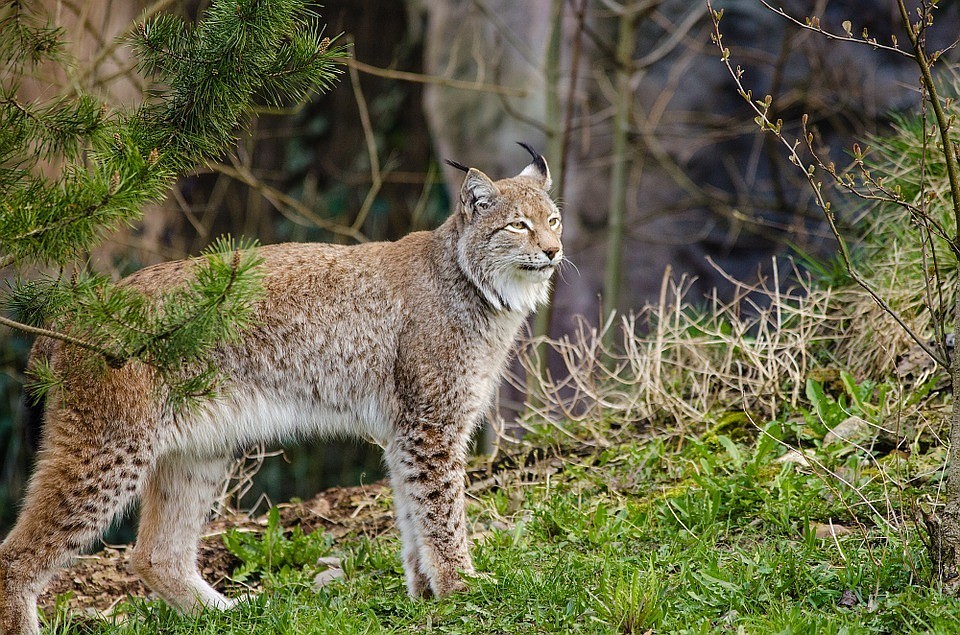 ФОТО: pixabay.com