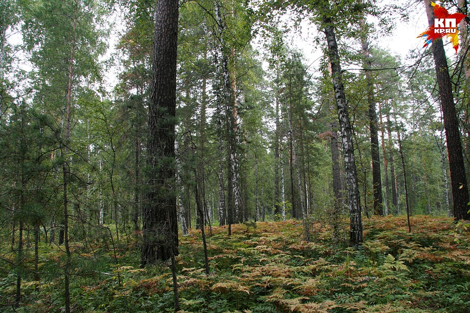 Лес