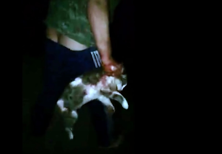 Фото: скриншот из видео