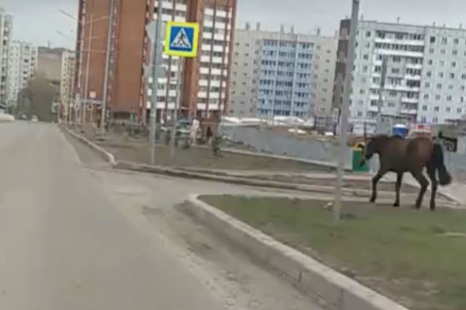 Заблудившийся конь бегал по газонам в Солнечном. ФОто: стоп-кадр "Наш мкрн. Солнечный".