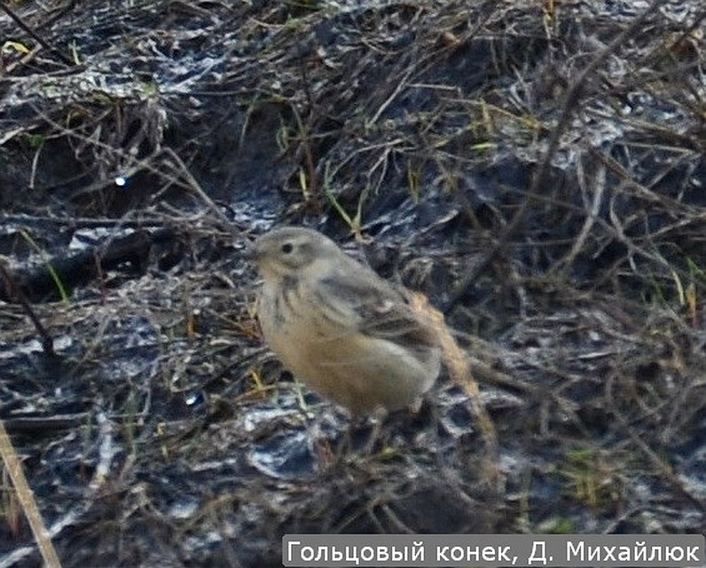 Фото: Дмитрий Михайлюк / Жигулевский заповедник