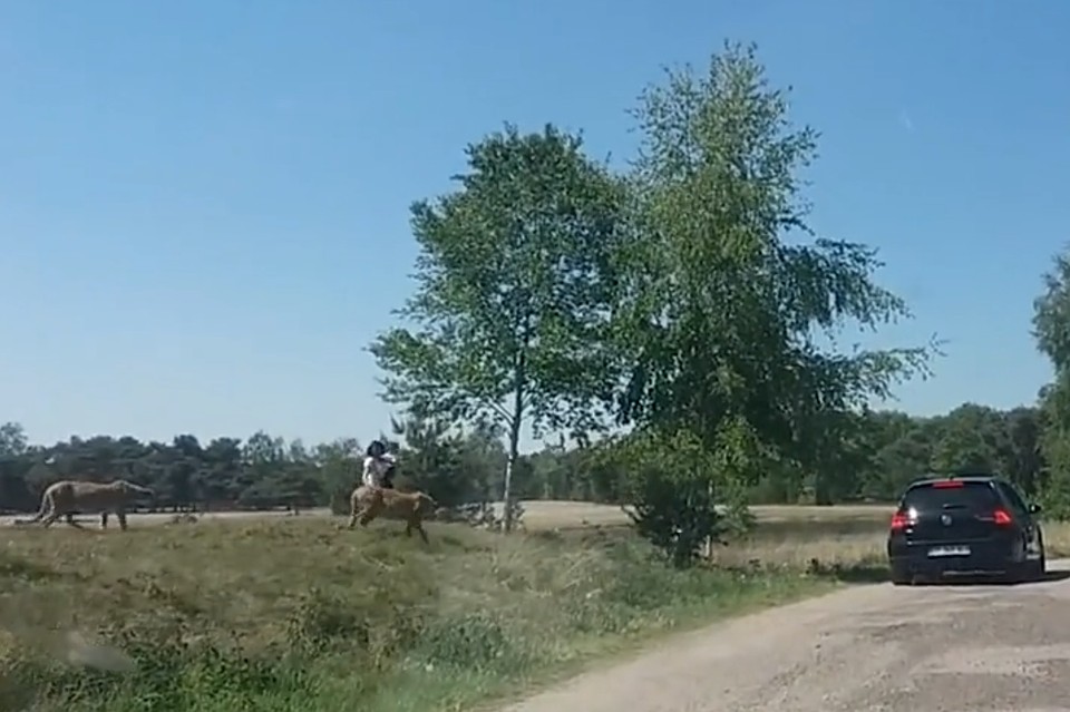 Туристам чудом удалось спастить от лап самых быстрых в мире животных