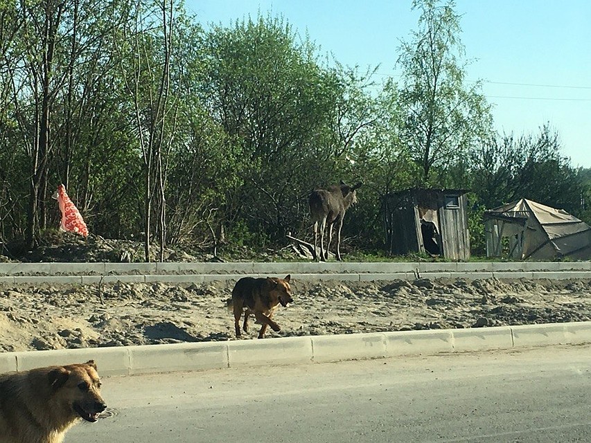 Фото: "ДТП и ЧП | Санкт-Петербург" ВКонтакте