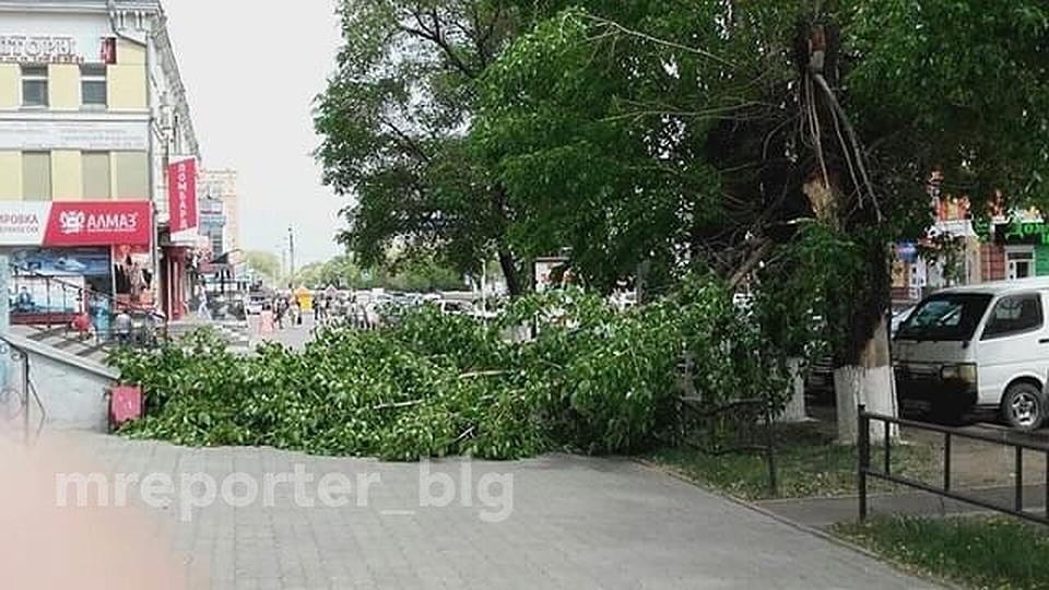 Первые фотографии не выдержавших напора тополей появились в социальных сетях.