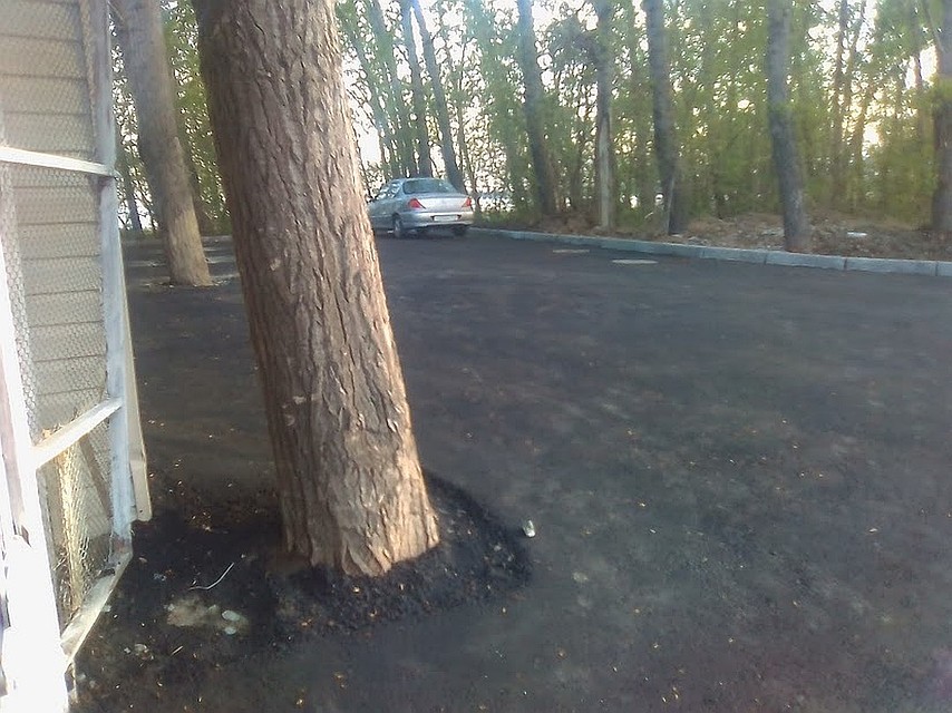 Приствольные лунки должны быть диаметром больше 80 см. Однако на Новороссийской их просто нет.