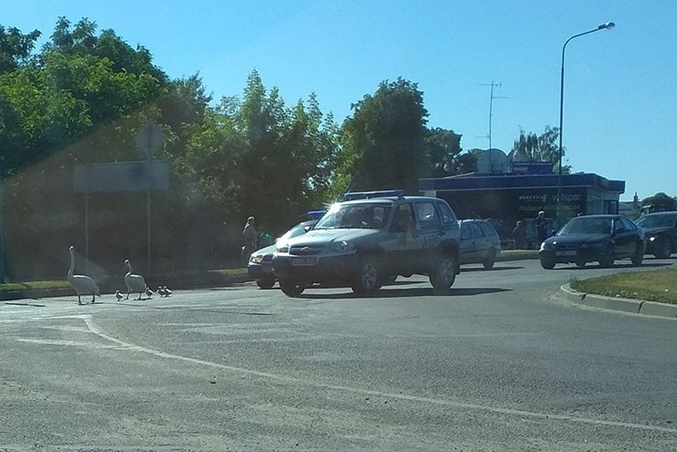 ГАИ в Пружанах сопровождает семейство лебедей. Фото: Группа в Вконтакте: Подслушано | Пружаны