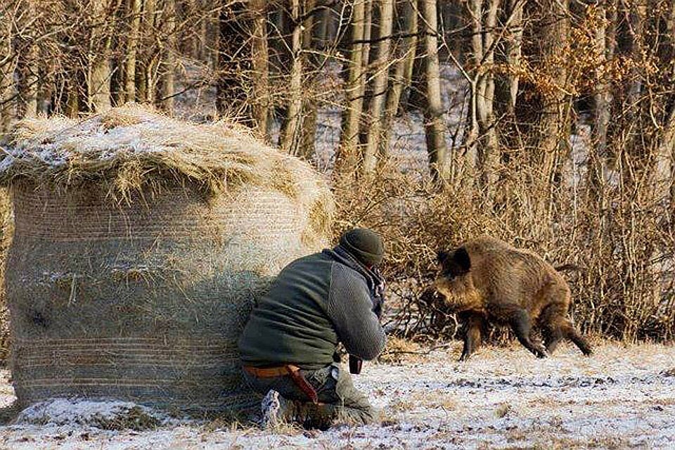 В Эстонии разрешено круглый год охотиться на диких кабанов. Фото: «КП» - Балтия»