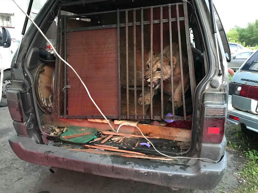 Львица была сильно напугана. Фото: Карен Даллакян.