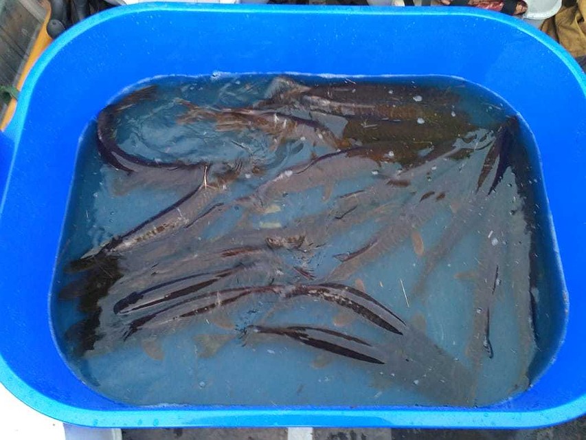 Каждый год рыбаки-любители отмечают снижение вылова щуки.