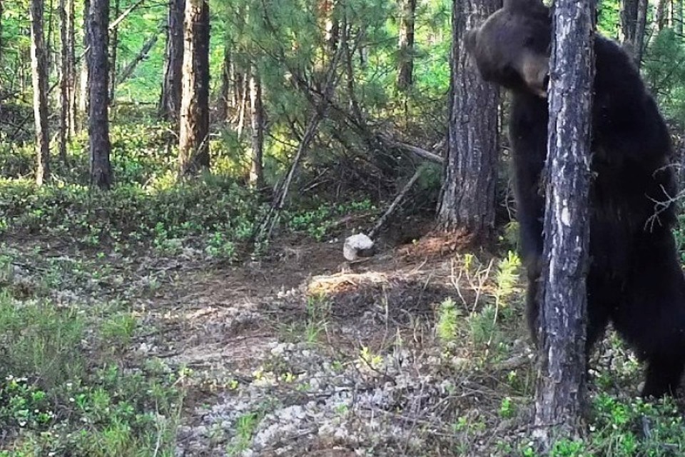 ФОТО: Заповедное Подлеморье.