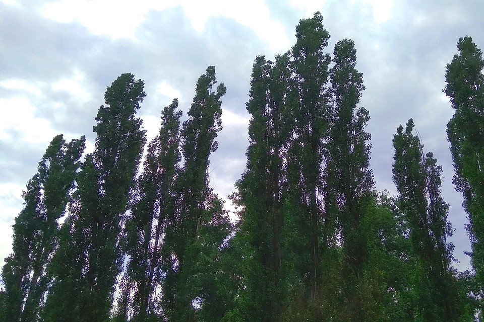 К концу недели в Липецке будет прохладно