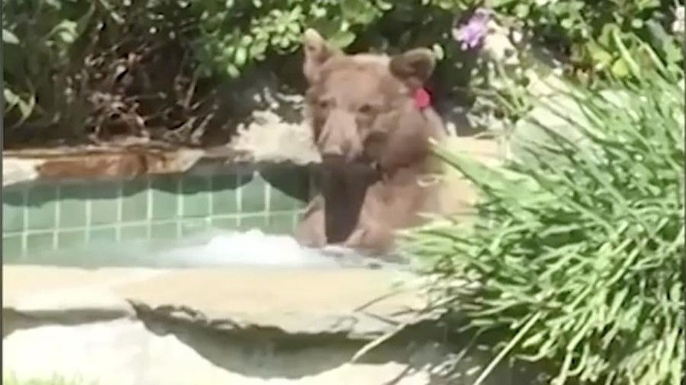 Фото: скриншот видео