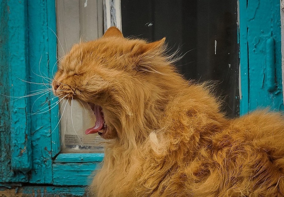 К счастью, все обошлось. Супруги и кот целы