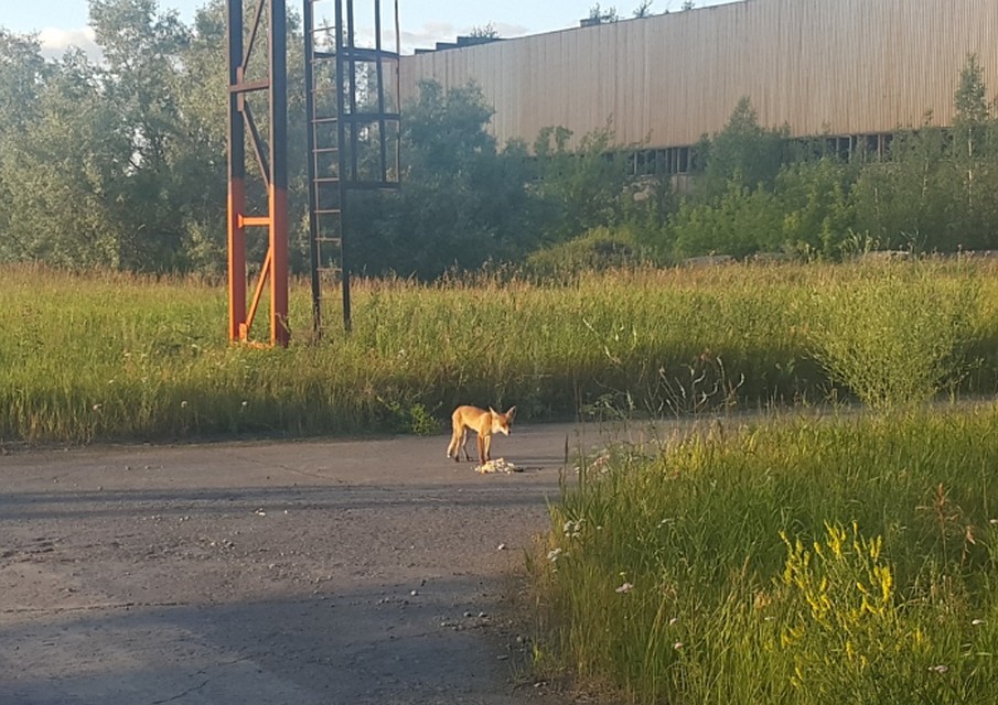 Дикая лисица забежала в город на ланч. Фото: vk.com/chel4m3