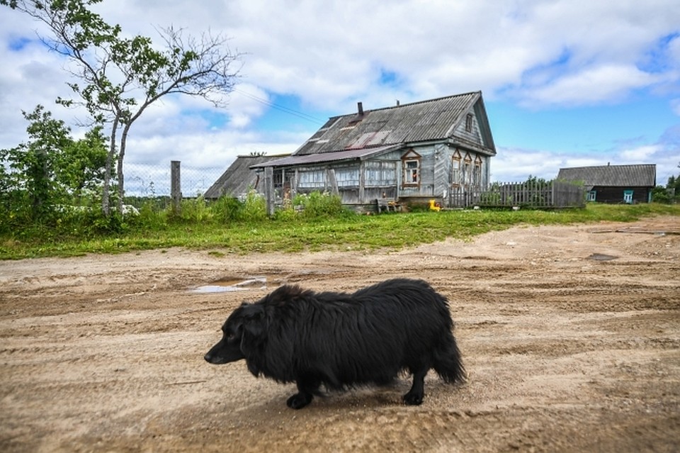 Собака бегала по улице за курами.