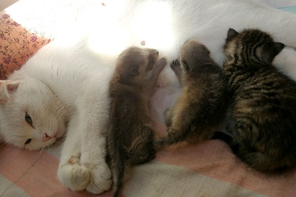 Кошка Белая и ее потомство. Фото: Новосибирский зоопарк им. Р. Шило.