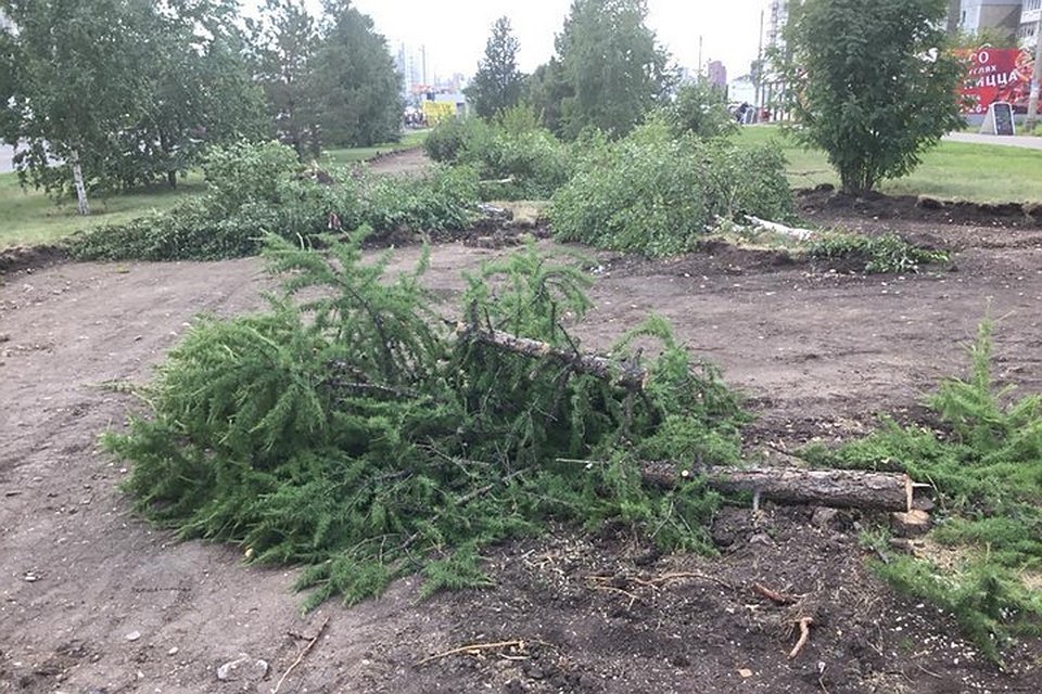 В Красноярске вырубили целый сквер под предлогом посадить новый. Фото Александра Глискова