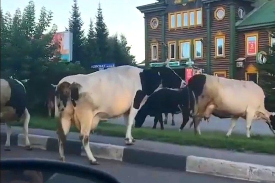 фото: кадр видео Instagram