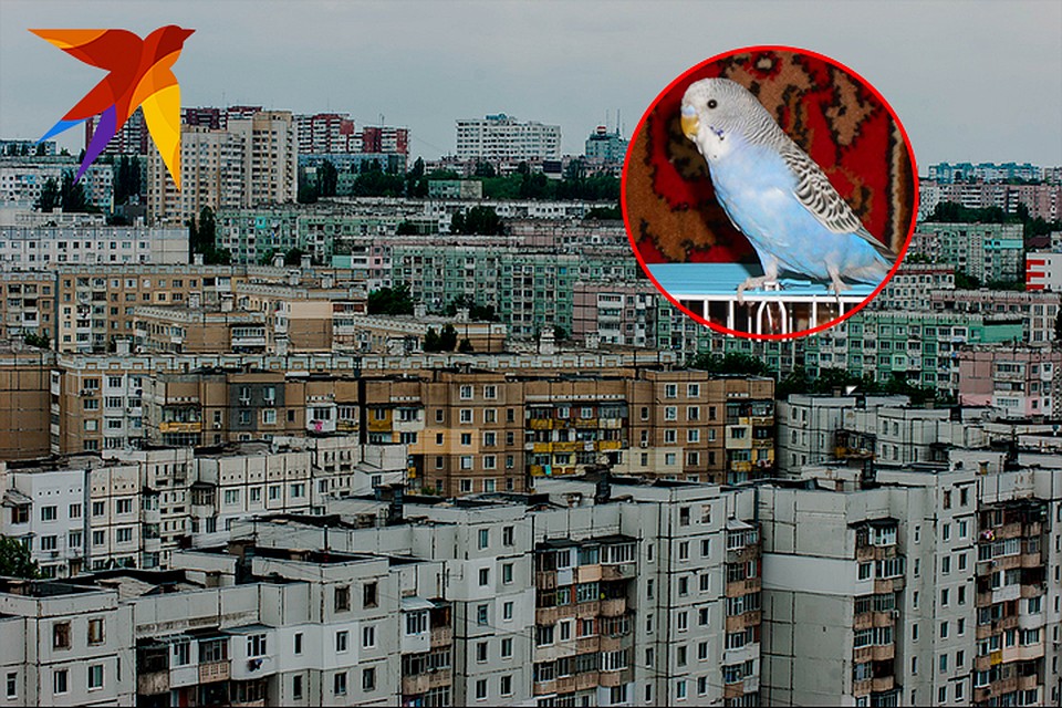 Жильцы, вызвавшие пожарных, проснулись от криков попугая.