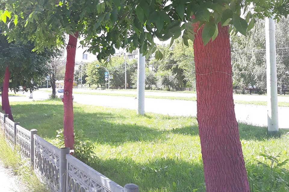 Розовые деревья заметили в Металлургическом районе Челябинска. Фото: группа «Гражданский патруль»/vk.com