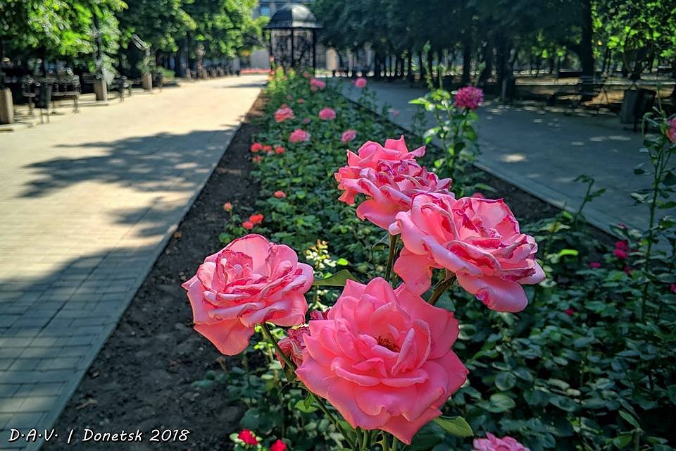 Август в Донецке. Фото: Александр Валентинович