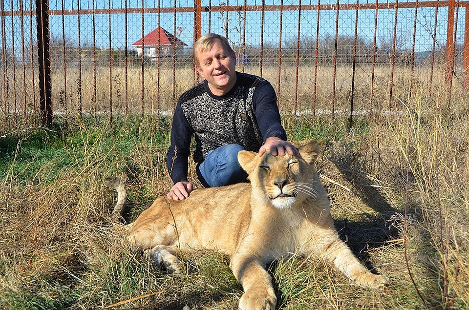 Челябинская львица Лола и руководитель сафари-парка Олег Зубков. Фото: Татьяна Алексагина.