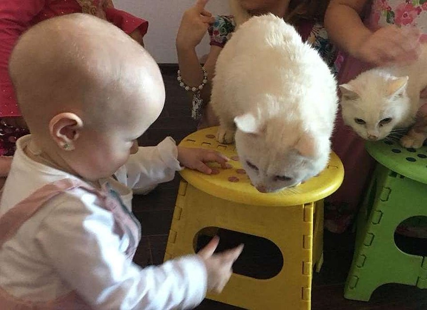 Кошки из "Котовасии" часто приезжали поздравлять благовещенских детей с днем рождения. Фото: страница шоу-театра в Instagram