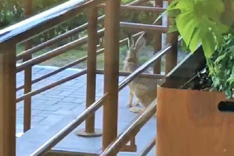 Фото: скриншот с видео