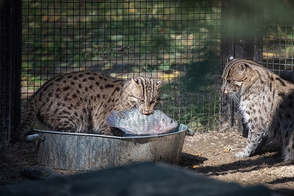 Мама-кошка учила сына правильно ловить рыбку. Фото: Елена Черненко