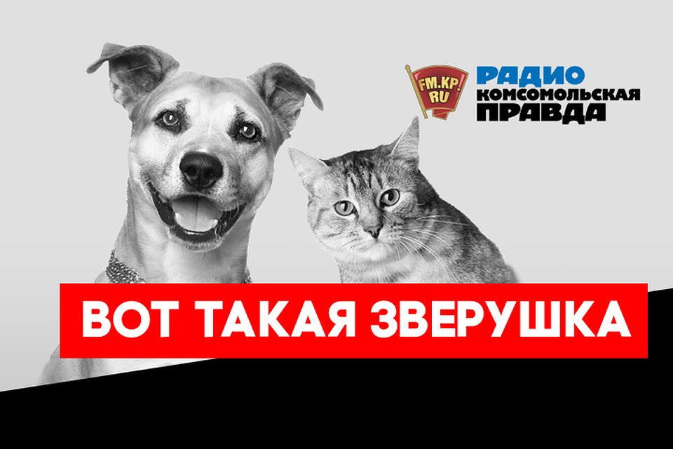 Болит ли голова у кошек и собак и почему их настигает инсульт?