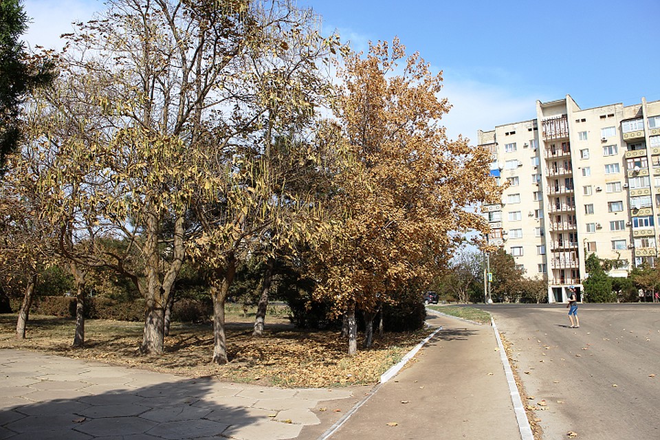 В Армянске плохо себя чувствуют не только люди, но и деревья.
