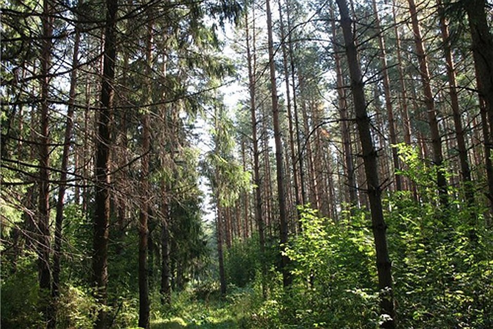 Фото: Архив-"КП"