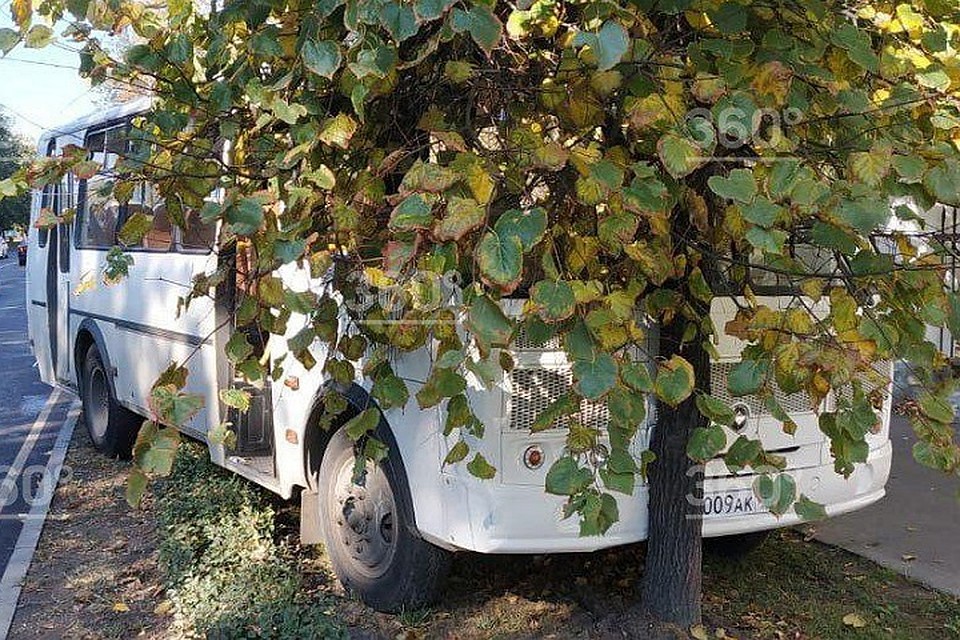 Автобус врезался в дерево в Москве. ФОТО: https://360tv.ru/news/chp/voditel-moskovskogo-avtobusa-vletel-v-derevo-izza-obmoroka/