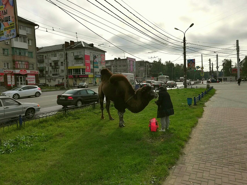 Прохожие сфотографировали верблюда на центральной улице Дзержинска
