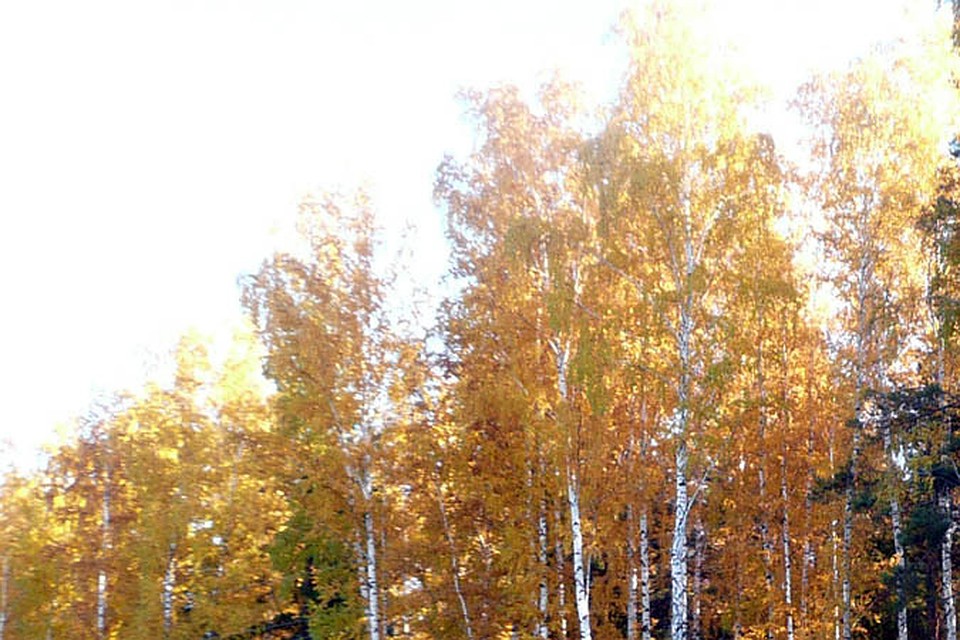 Сегодня в Югре тепло и немного дождливо