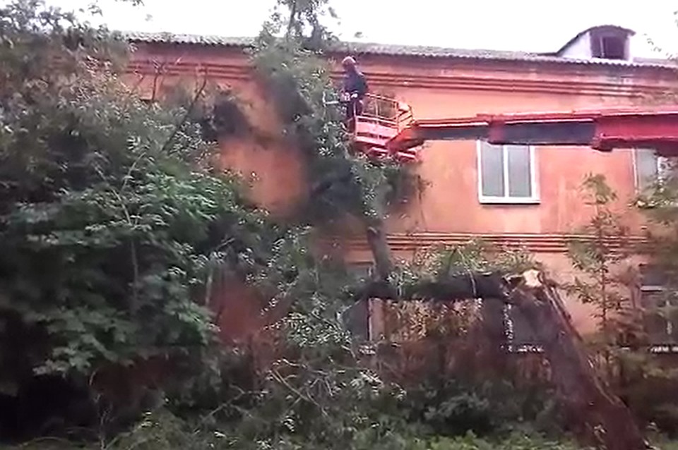 В Ярославле на спортивную школу упало дерево. Фото: ЦГЗ Ярославля.